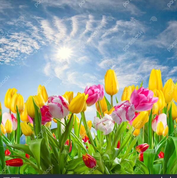 عکس منظره زیبا بهار