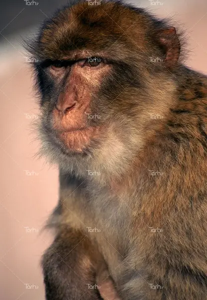 عکس میمون نشسته رو صندلی