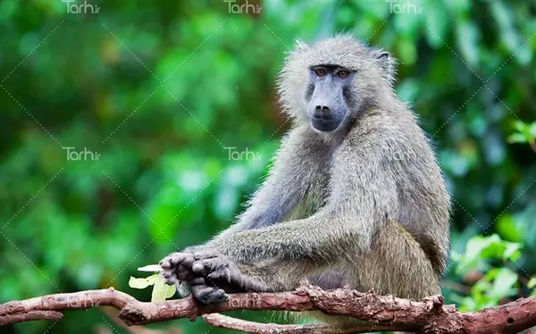 عکس میمون گوش بل
