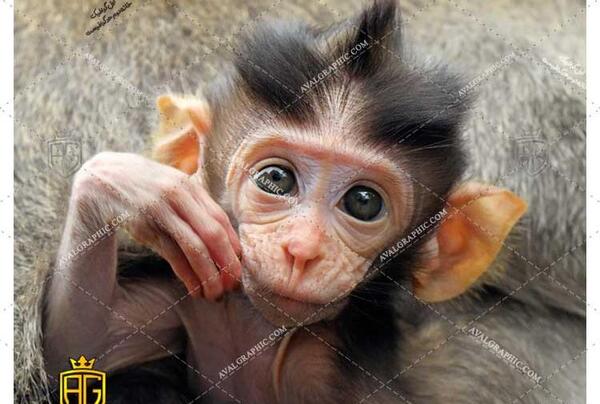 عکس میمون گوش گنده