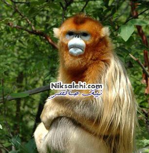 عکس میمون با گل