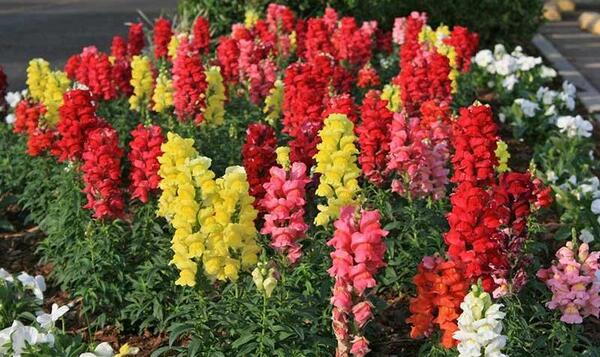 عکس گل های میمون