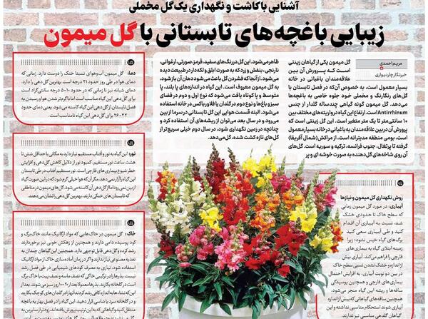 عکس گل های میمون