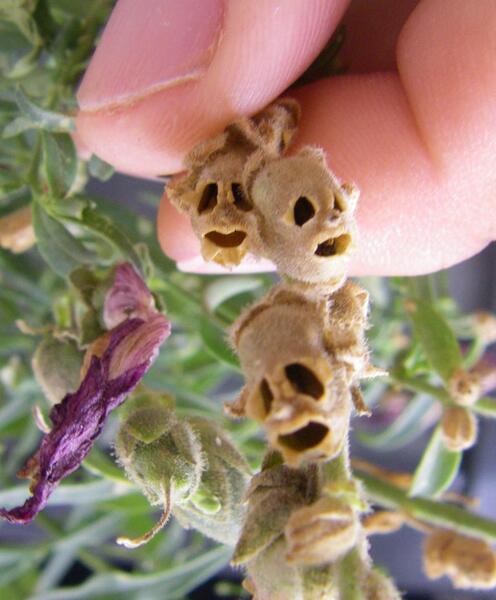 عکس گل های میمون
