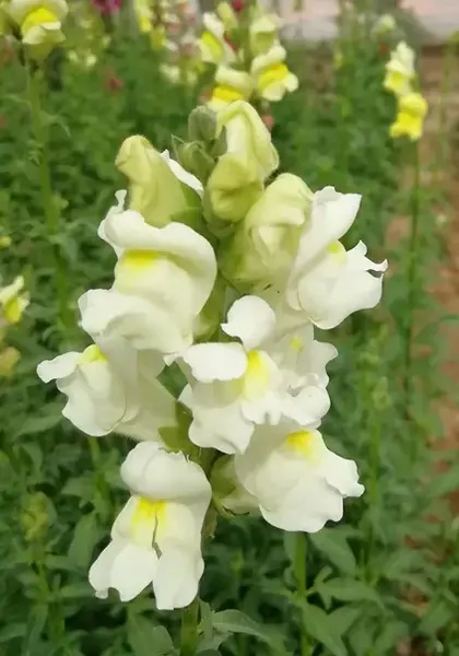 عکس گل های میمون