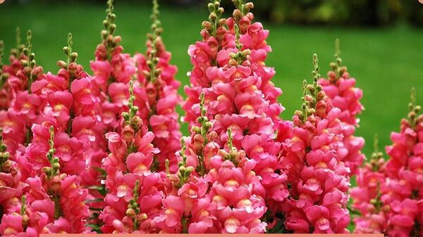 عکس گل های میمون