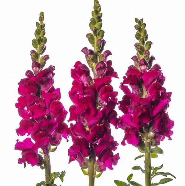 عکس گل های میمون