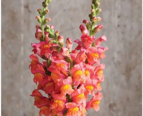 عکس گل های میمون