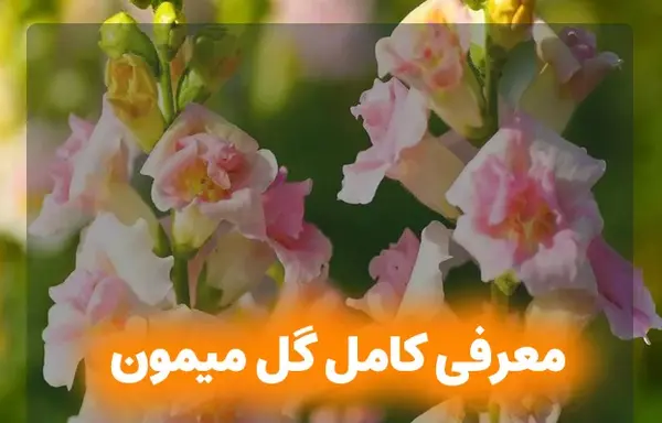 عکس گل های میمون