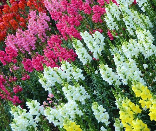 عکس گل های میمون