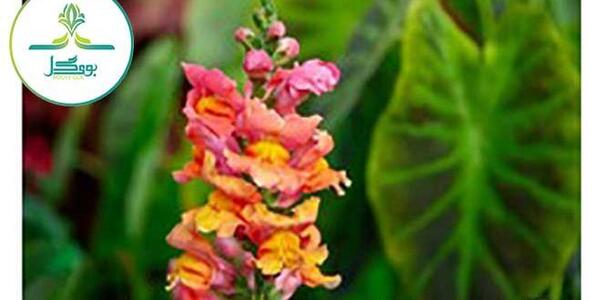 عکس گل های میمون