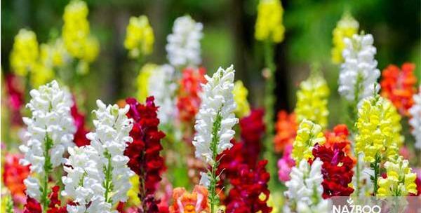 عکس گل های میمون