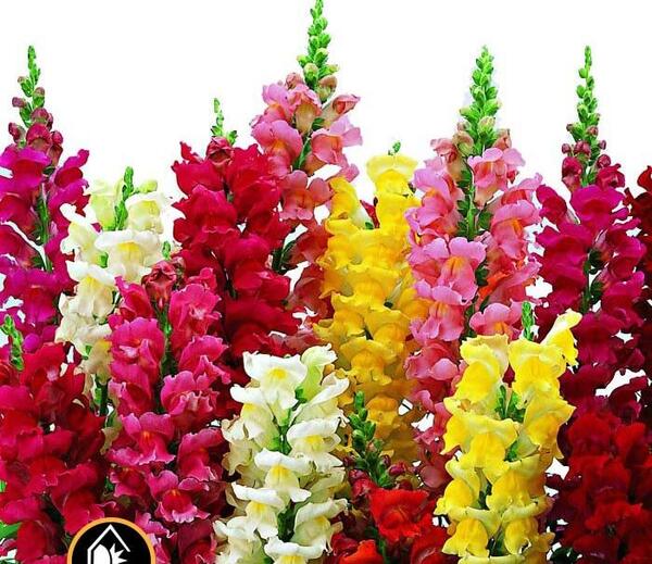عکس گل های میمون