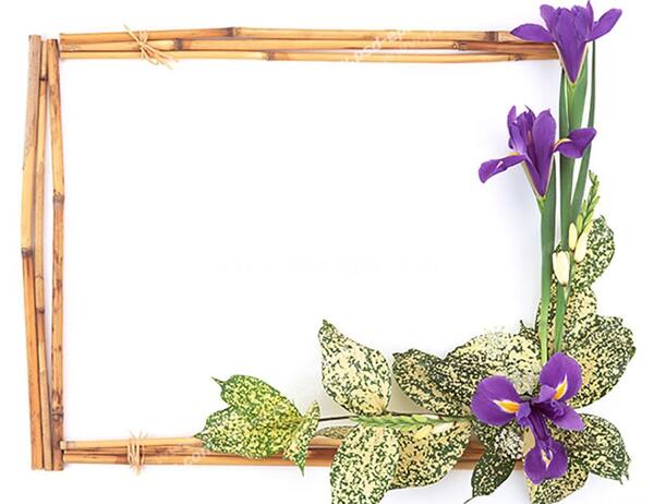 عکس گل های میمون