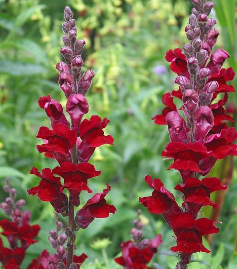 عکس گل های میمون