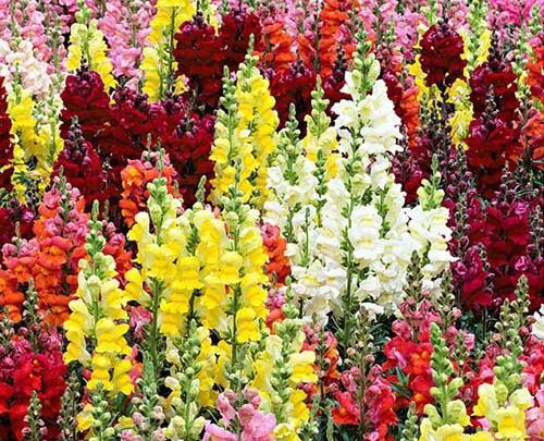 عکس گل های میمون
