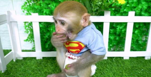 عکس میمون کوچولو ریزه میزه