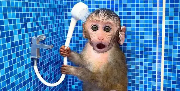 عکس میمون کوچولو ریزه میزه