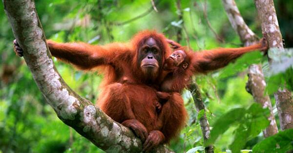 عکس میمون کوچولو خوشگل
