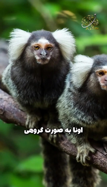 عکس میمون کوچکترین
