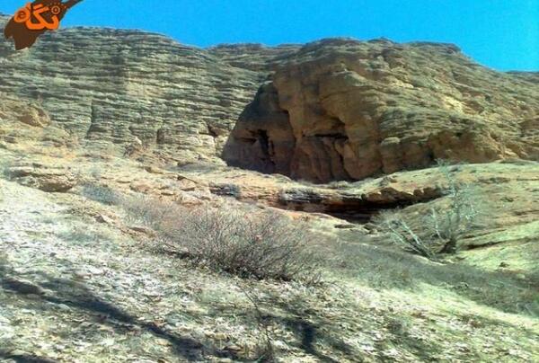 عکس های میمون قلعه