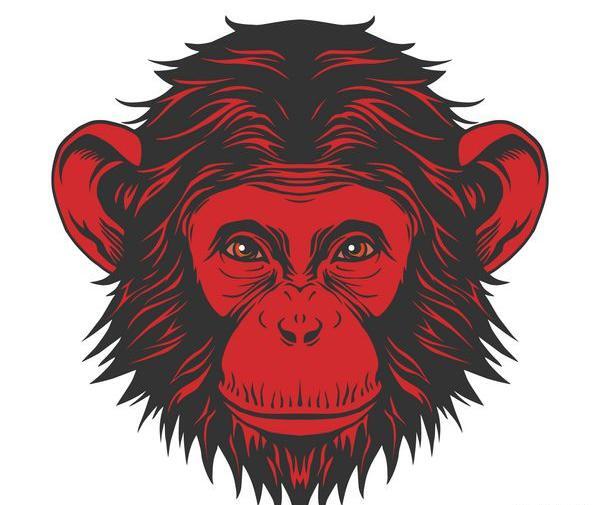عکس میمون قرمزی