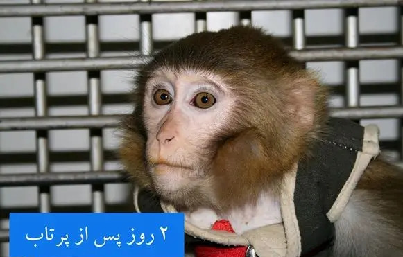 عکس اولین میمون فضانورد