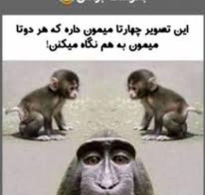 عکس دوتا میمون عاشقانه