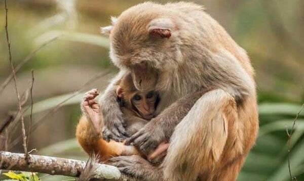 عکس میمون های عاشقانه