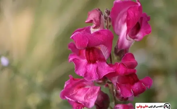 عکس گل شبیه میمون
