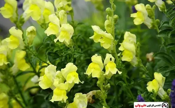 عکس گل شبیه میمون