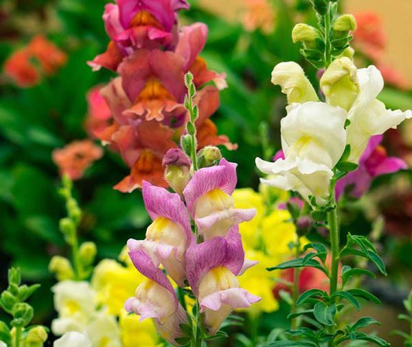 عکس گل شبیه میمون