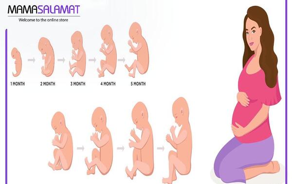 عکس جنین یک ماه و نیمه