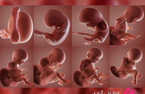 عکس جنین یک ماه پسر