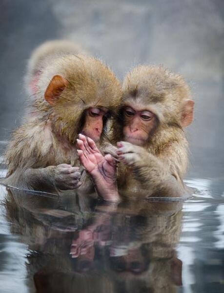 عکس میمون بامزه کوچولو