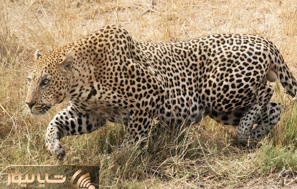 عکس میمون خیلی چاق