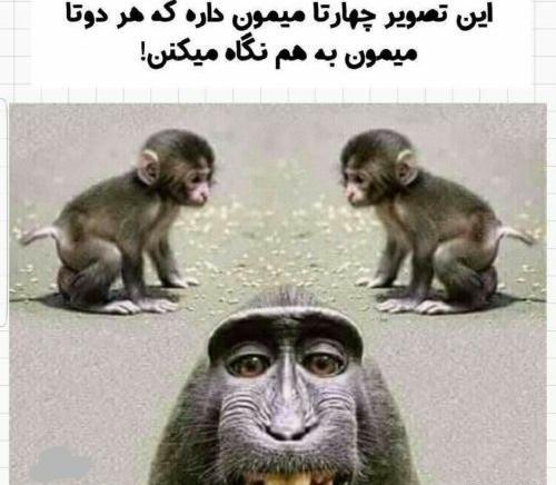 عکس چهارتا میمون