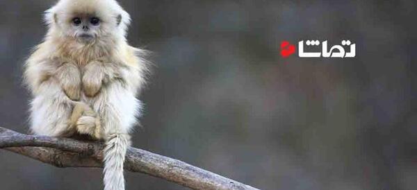 عکس خنده دار ترین میمون جهان