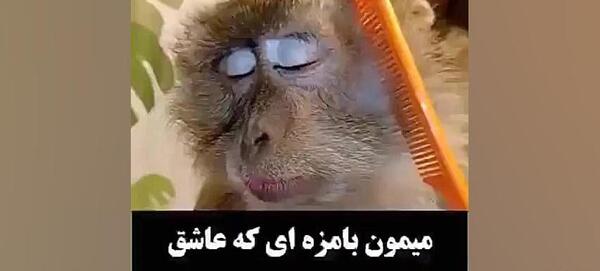 عکس میمون با دوست پسرش