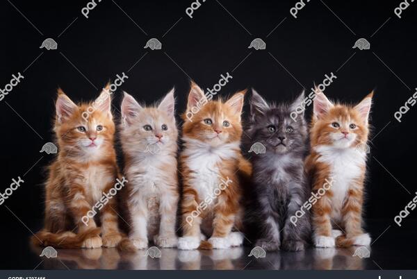 میمون عکس گربه با لباس عروس