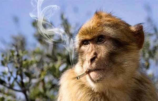عکس میمون درختی زشت