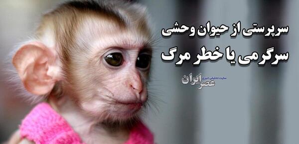 عکس میمون با لباس مدرسه
