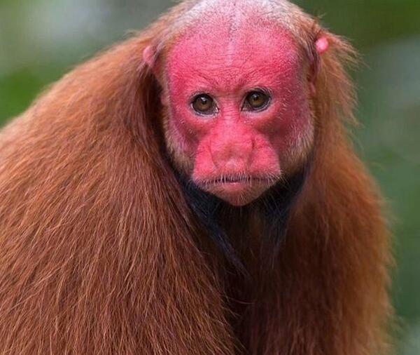 عکس ادم و میمون