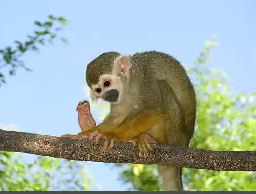 عکس موجود میمون عنکبوتی