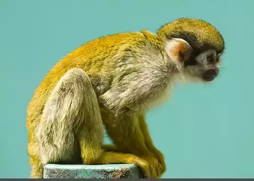 عکس موجود میمون عنکبوتی