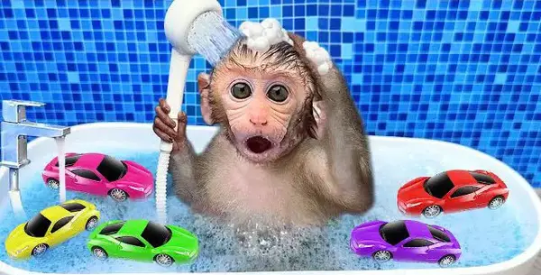 عکس میمون با لباس زرد