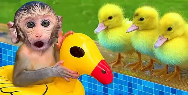 عکس میمون با لباس زرد