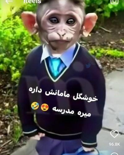 عکس میمون با لباس مشکی