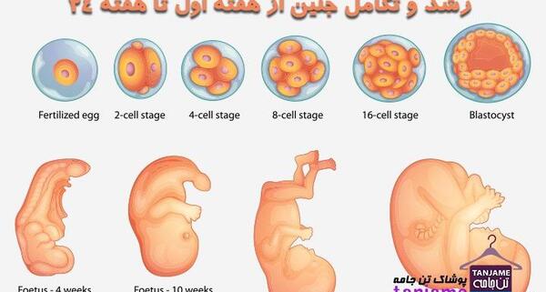 عکس جنین در ماه های بارداری