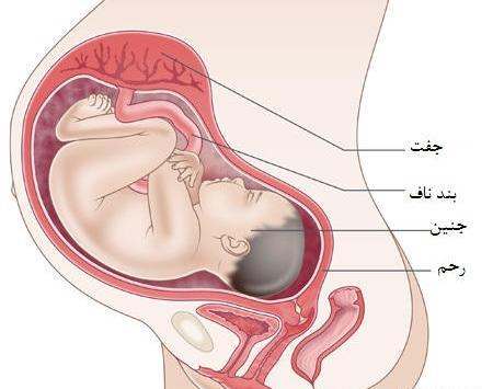عکس شکم در ماه های بارداری